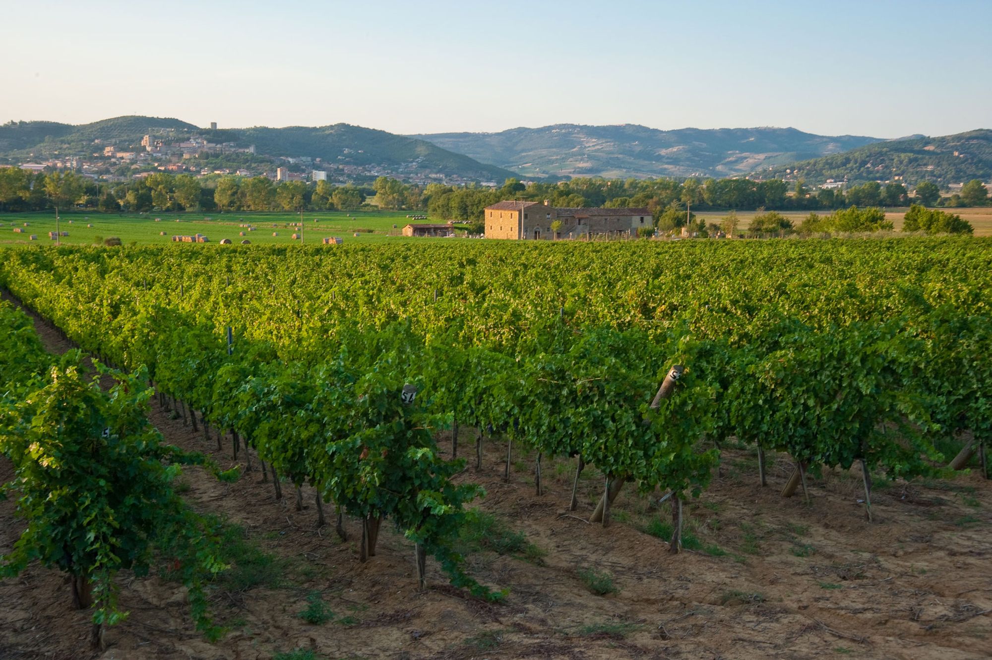 Berioli, la storia del vino dal 1912